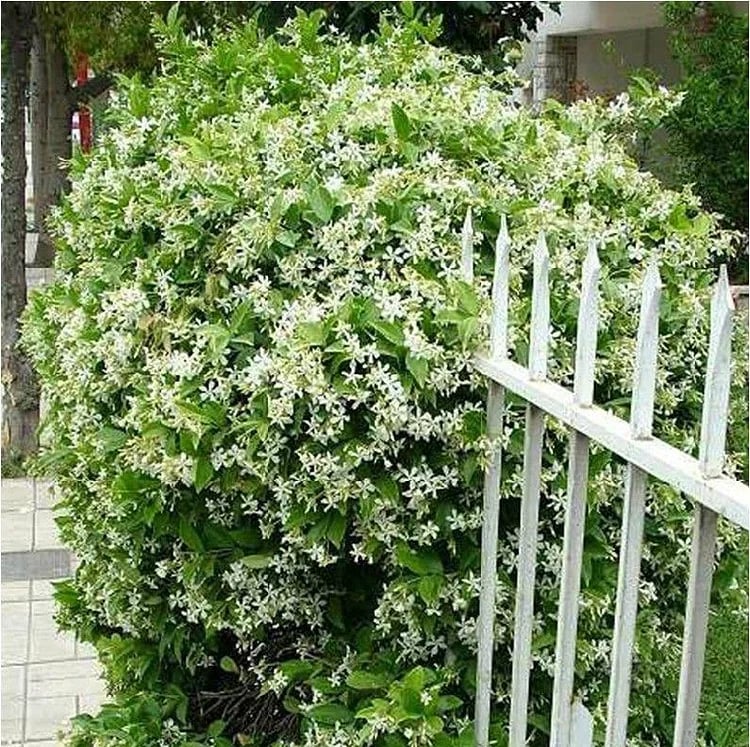 🌸 Jasmine Potted Plant