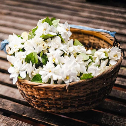 🌸 Jasmine Potted Plant