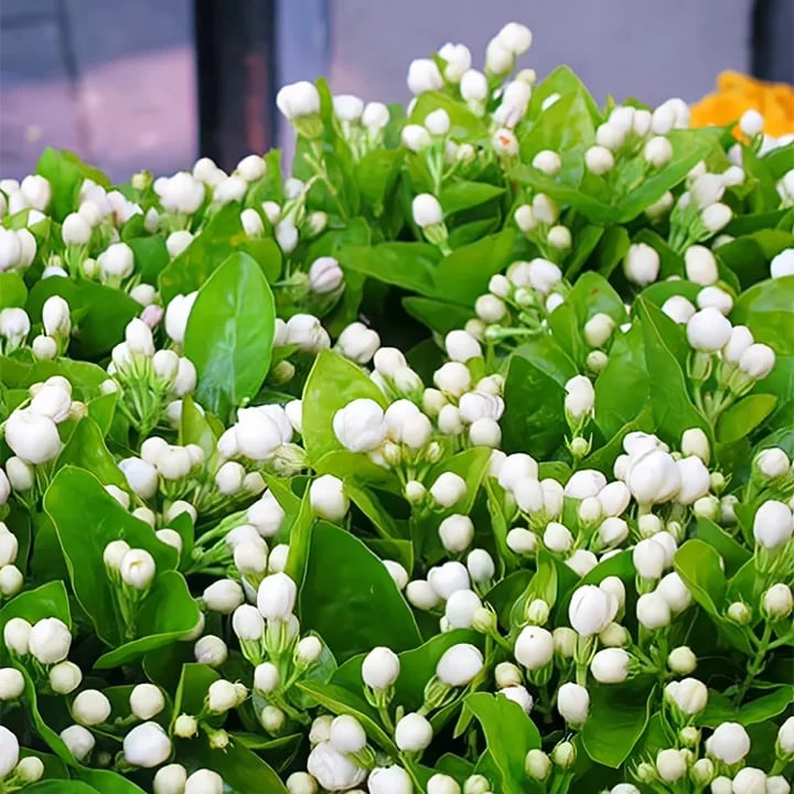 🌸 Jasmine Potted Plant
