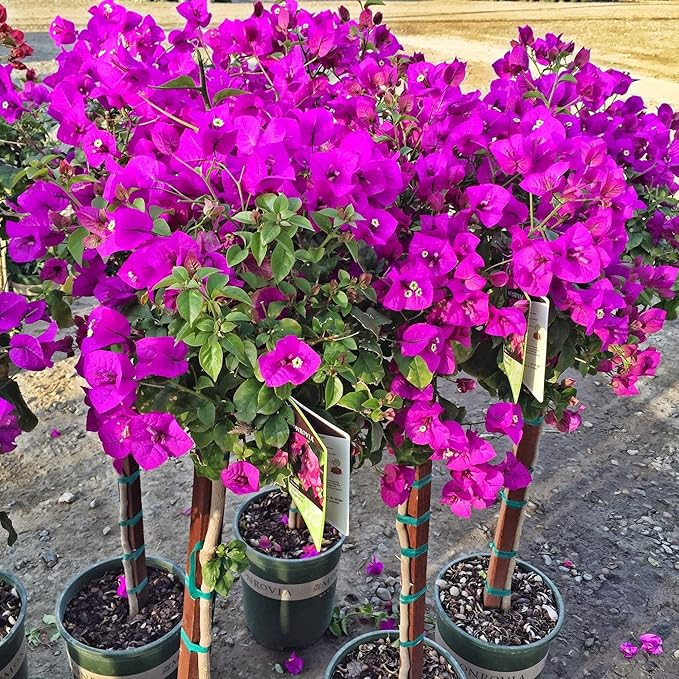 🌸 Jasmine Potted Plant