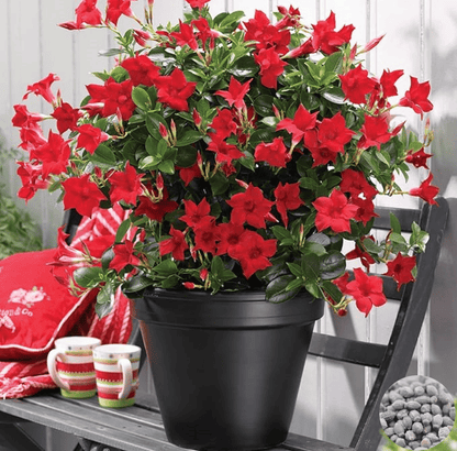 🌸 Jasmine Potted Plant