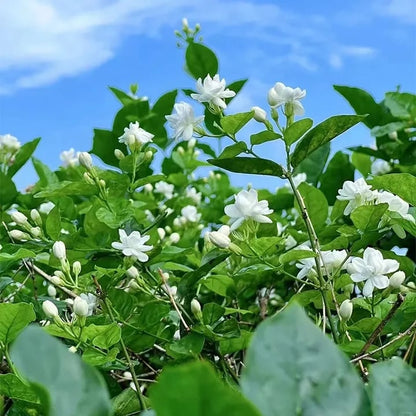 🌸 Jasmine Potted Plant