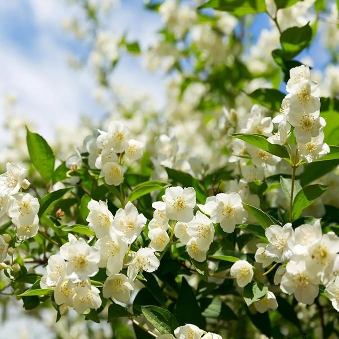 🌸 Jasmine Potted Plant