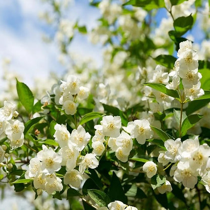 🌸 Jasmine Potted Plant