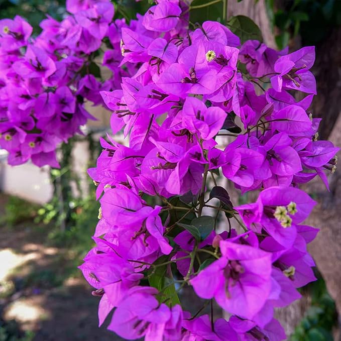 🌸 Jasmine Potted Plant