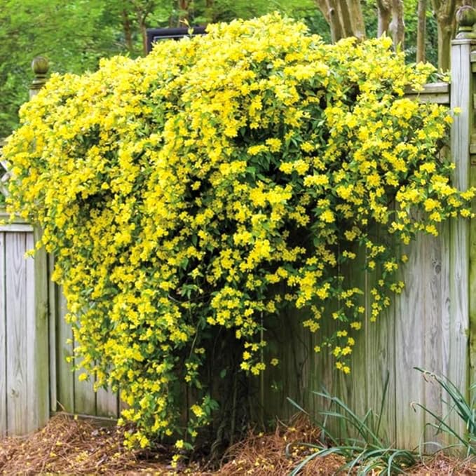 🌸 Jasmine Potted Plant