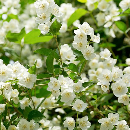 🌸 Jasmine Potted Plant