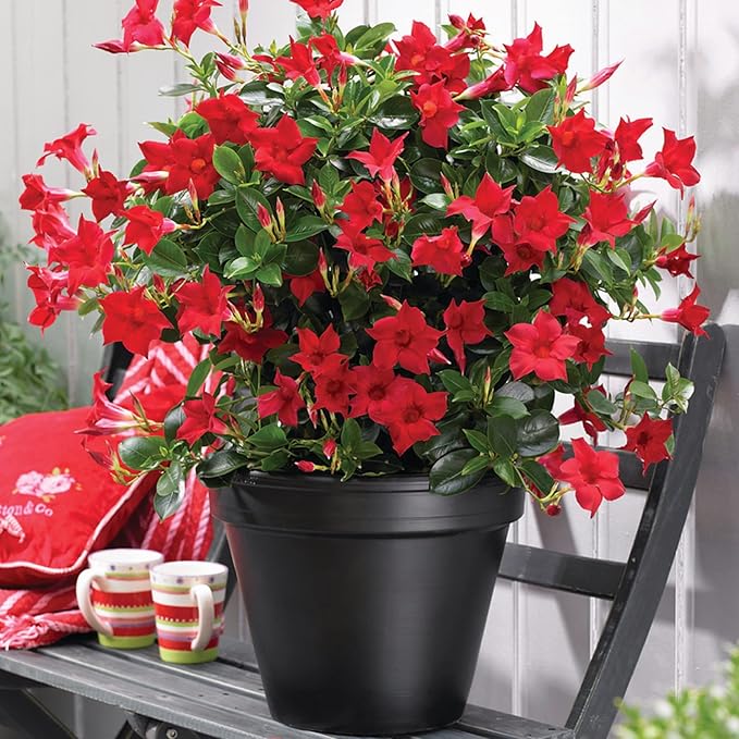 🌸 Jasmine Potted Plant