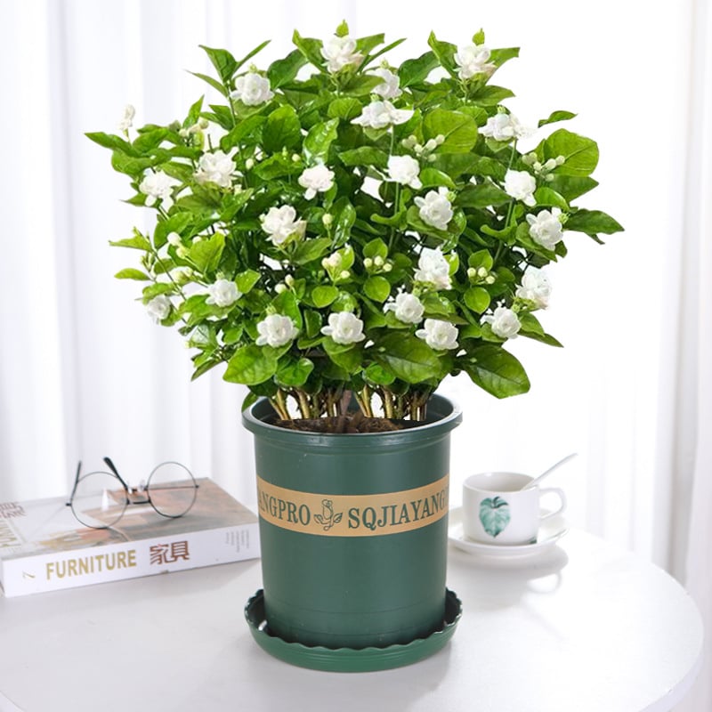 🌸 Jasmine Potted Plant