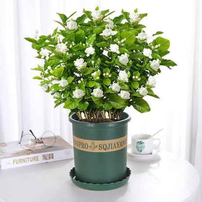 🌸 Jasmine Potted Plant