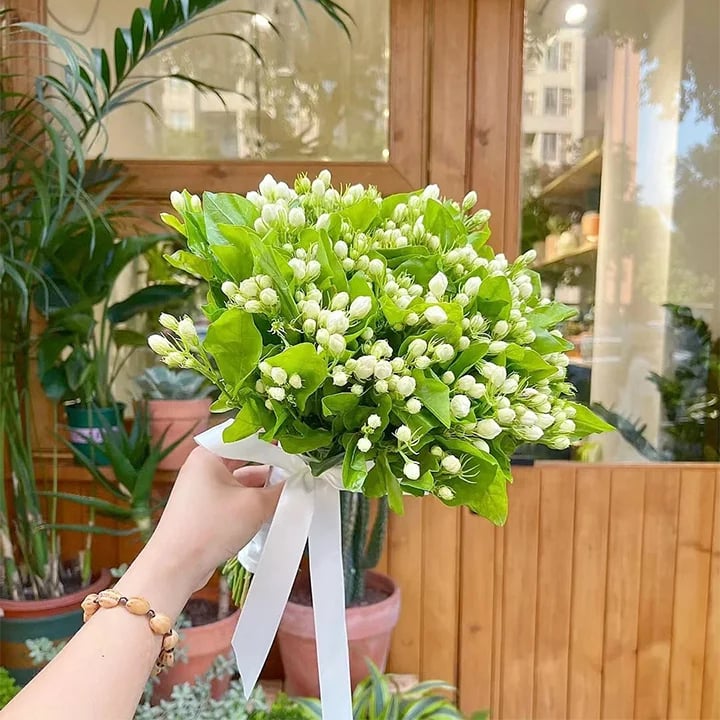 🌸 Jasmine Potted Plant