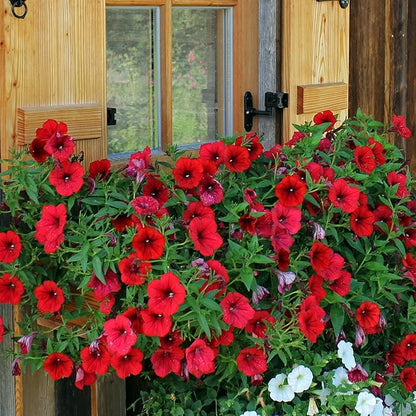 🌸 Jasmine Potted Plant
