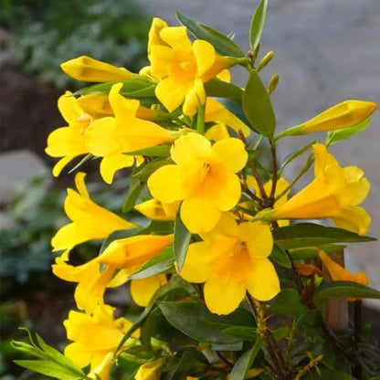 🌸 Jasmine Potted Plant