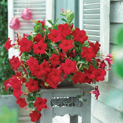 🌸 Jasmine Potted Plant