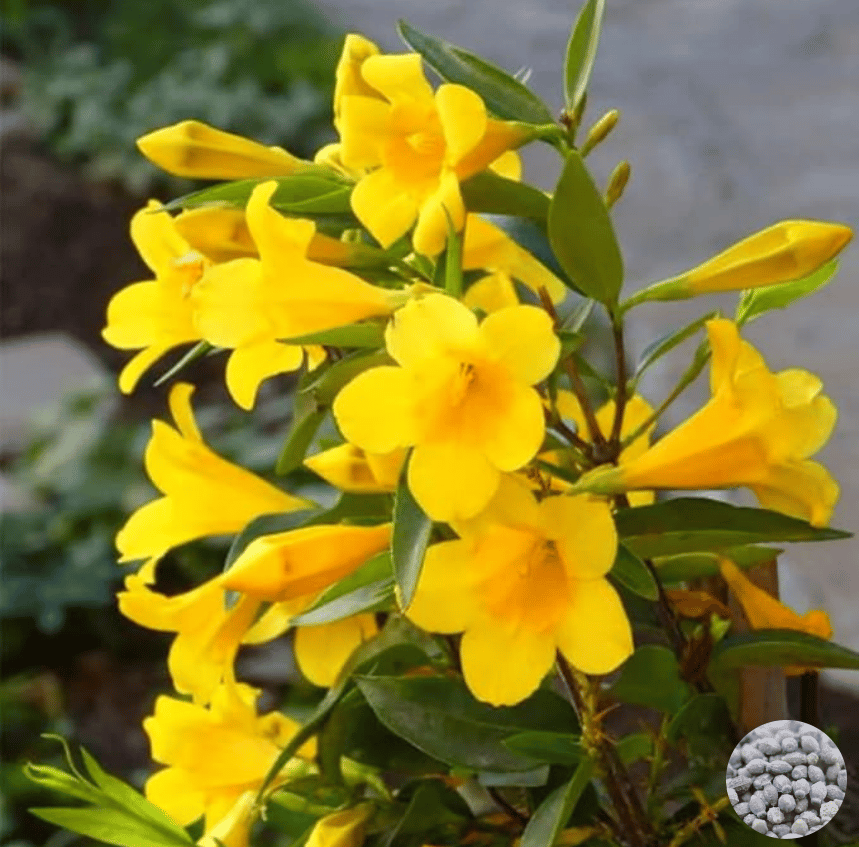 🌸 Jasmine Potted Plant