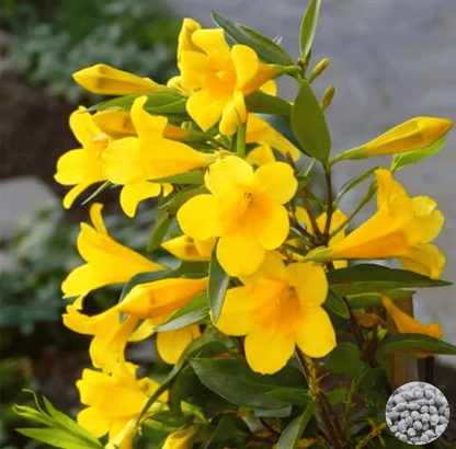 🌸 Jasmine Potted Plant