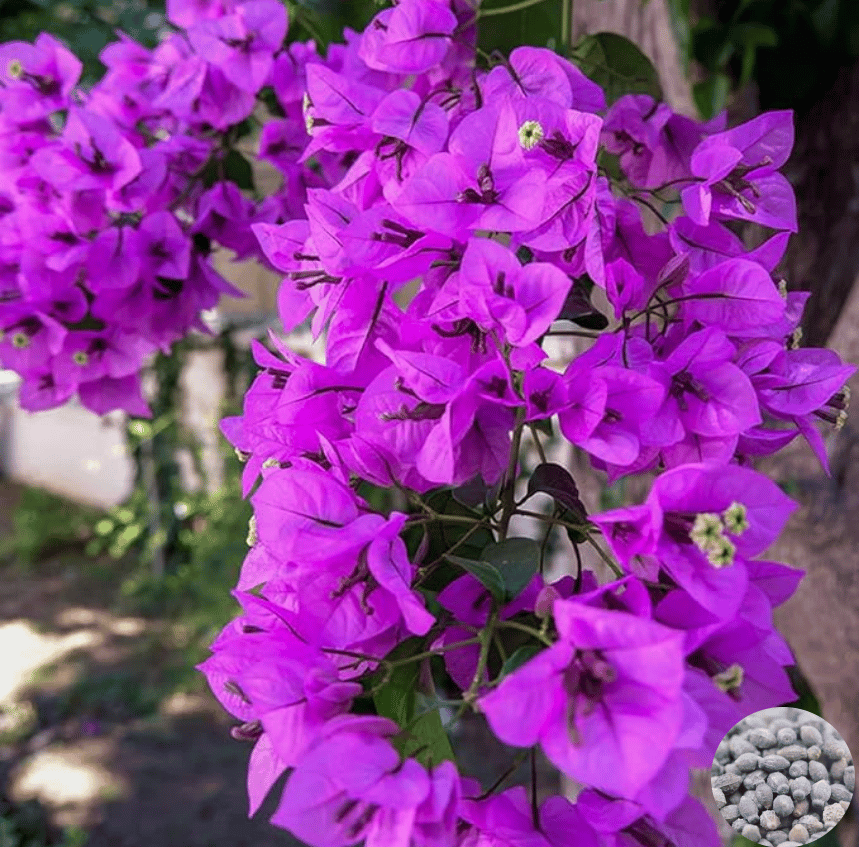 🌸 Jasmine Potted Plant