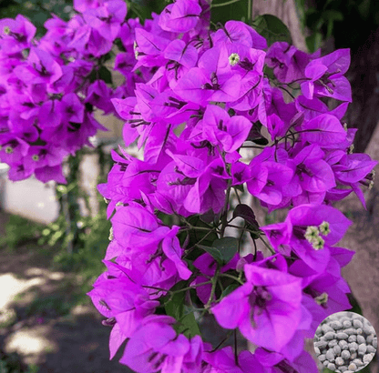 🌸 Jasmine Potted Plant