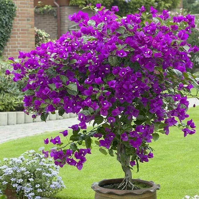 🌸 Jasmine Potted Plant